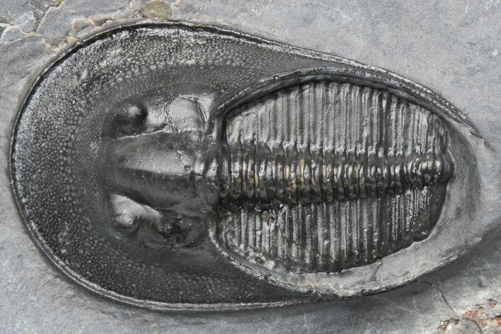 Prone Harpes (Scotoharpes) Trilobite - Boudib, Morocco #213136